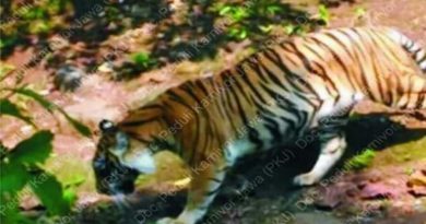 Rambut Diduga Harimau Jawa dari Sukabumi Diteliti
