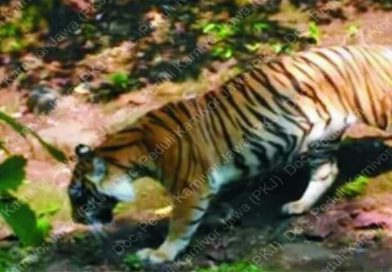 Harimau Jawa Berhasil Difoto Warga ?